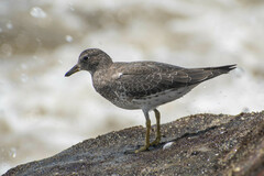 Calidris virgata
