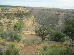 Juniperus osteosperma