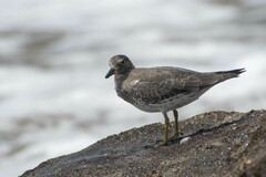 Calidris virgata
