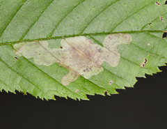 Cameraria betulivora