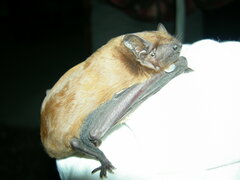 Nyctalus noctula