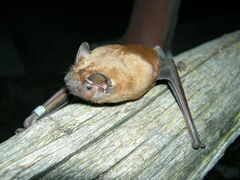 Nyctalus noctula