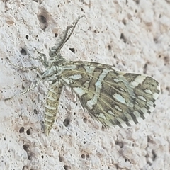 Fernaldella
