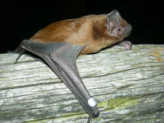 Nyctalus noctula