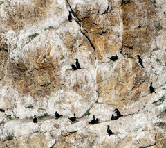 Phalacrocorax capensis