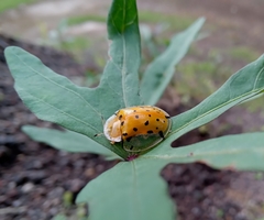 Aspidimorpha miliaris