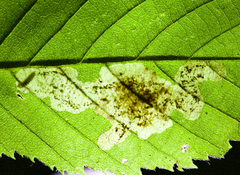 Cameraria betulivora