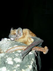 Nyctalus noctula