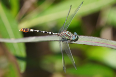 Erpetogomphus lampropeltis