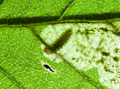 Cameraria betulivora