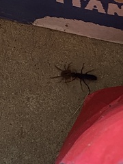 Pepsis menechma elegans