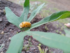 Aspidimorpha miliaris