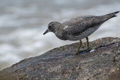 Calidris virgata