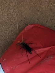 Pepsis menechma elegans