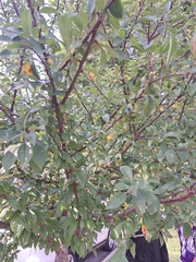 Malus prunifolia