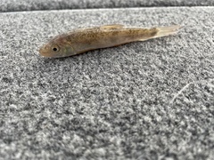 Catostomus commersonii