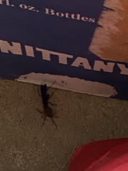 Pepsis menechma elegans