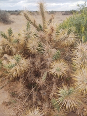 Cylindropuntia echinocarpa