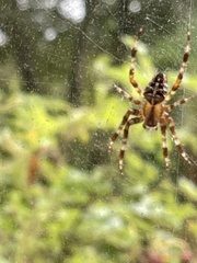 Araneus