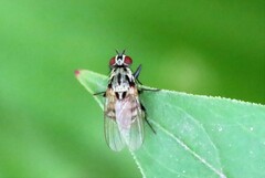 Anthomyia pluvialis