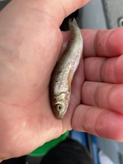 Catostomus commersonii