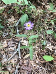 Eurybia spectabilis