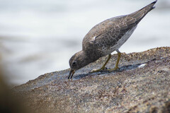 Calidris virgata