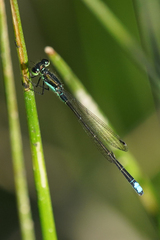 Ischnura denticollis