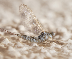 Callibaetis pictus
