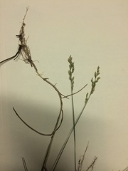 Poa nemoralis