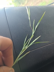 Muhlenbergia schreberi