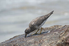 Calidris virgata