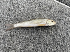 Catostomus commersonii