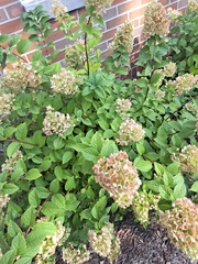 Physocarpus opulifolius