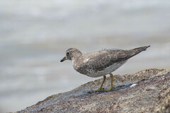 Calidris virgata