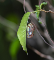 Euploea core