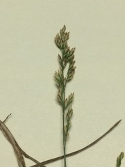 Poa nemoralis