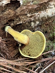Buchwaldoboletus