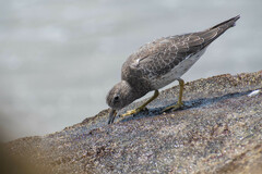 Calidris virgata
