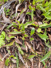 Helichrysum nudifolium
