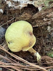 Buchwaldoboletus