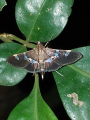 Spilomelinae