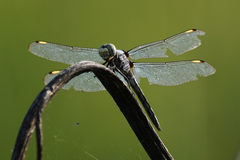 Libellula comanche