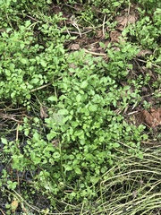 Nasturtium officinale