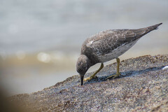 Calidris virgata