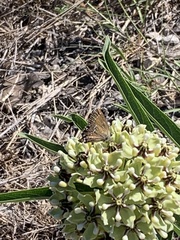 Callophrys gryneus