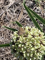 Callophrys gryneus