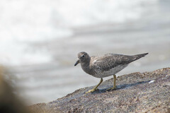 Calidris virgata