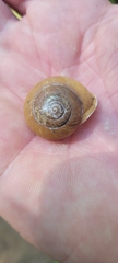 Neohelix albolabris