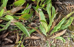 Helichrysum nudifolium